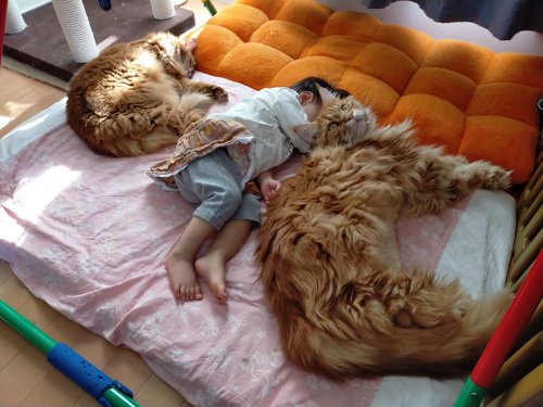 デカ猫 やしゅうさん トヨちゃん