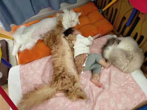 デカ猫 やしゅうさん トヨちゃん