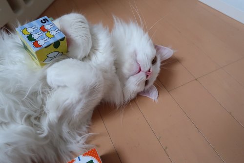 デカ猫 やしゅうさん トヨちゃん