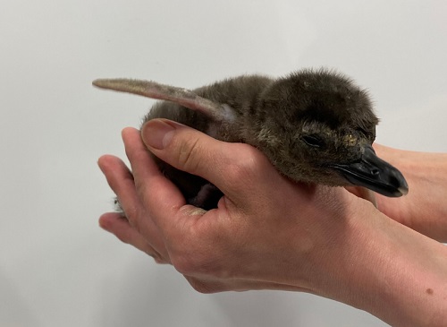 マゼランペンギン