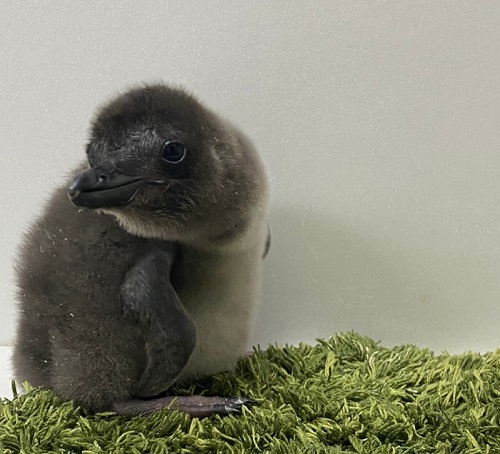 マゼランペンギン