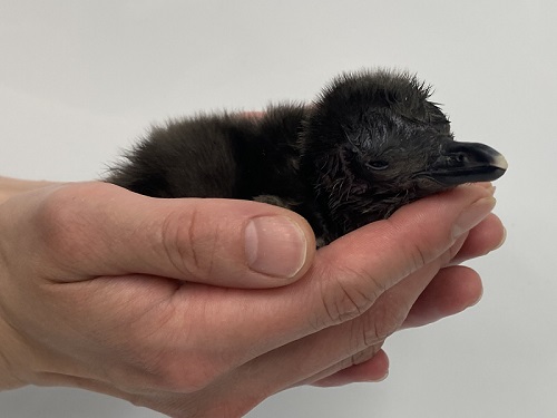 マゼランペンギン