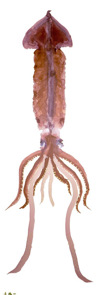 イカ 水彩画 10歳 女の子