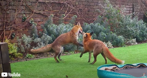 仲良く遊ぶ2匹のキツネ