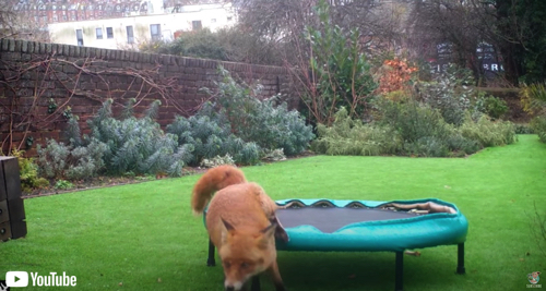 仲良く遊ぶ2匹のキツネ