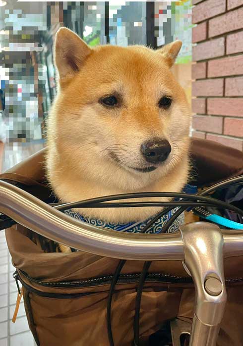 柴犬 しょんぼり 表情 顔 虚無