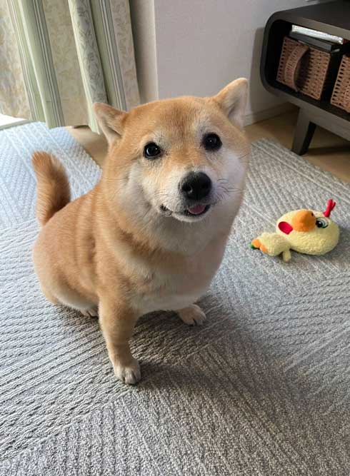 柴犬 しょんぼり 表情 顔 虚無