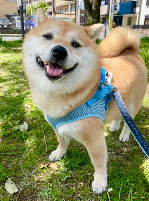 柴犬 しょんぼり 表情 顔 虚無