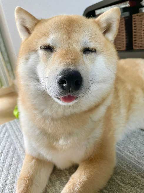 柴犬 しょんぼり 表情 顔 虚無