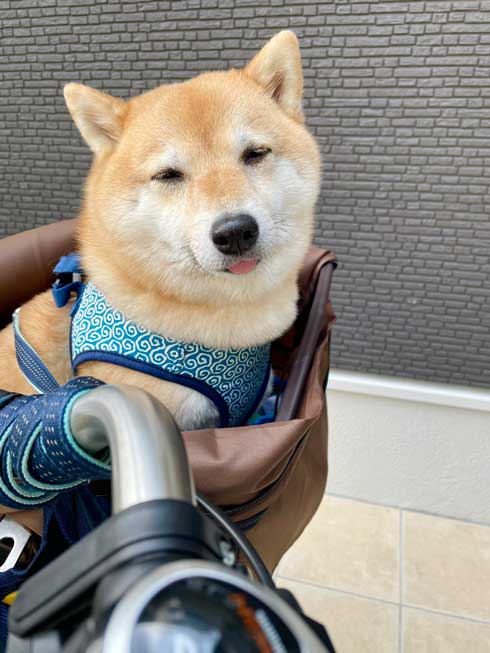 柴犬 しょんぼり 表情 顔 虚無