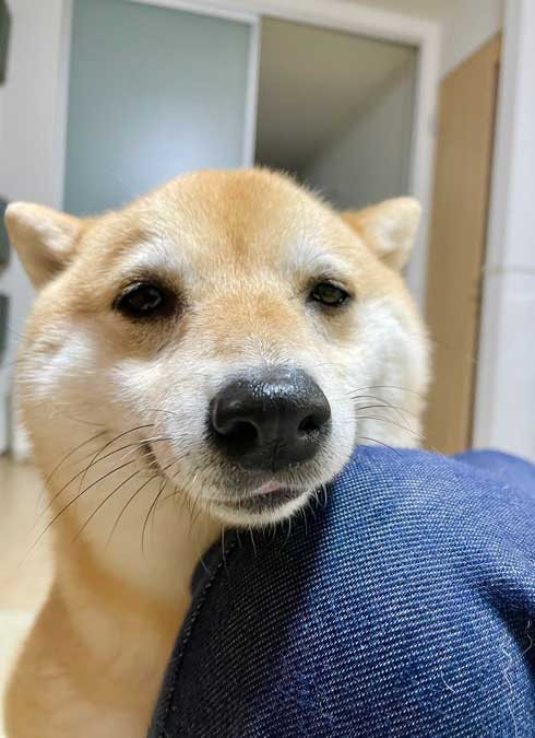 柴犬 しょんぼり 表情 顔 虚無