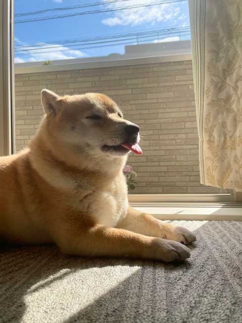柴犬 しょんぼり 表情 顔 虚無