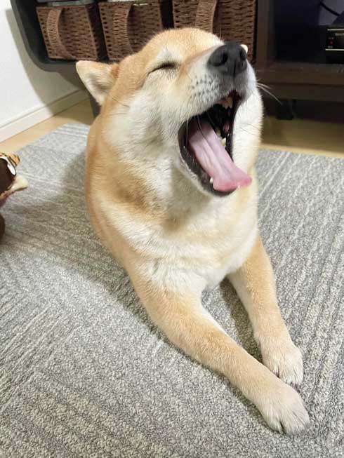 柴犬 しょんぼり 表情 顔 虚無