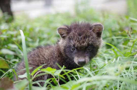 タヌキ 似ている 子犬 注意喚起 連れて帰らない