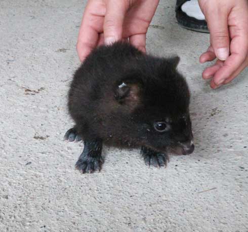 タヌキ 似ている 子犬 注意喚起 連れて帰らない