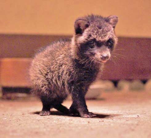 タヌキ 似ている 子犬 注意喚起 連れて帰らない