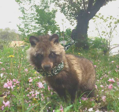 タヌキ 似ている 子犬 注意喚起 連れて帰らない