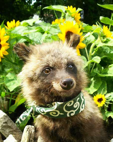 タヌキ 似ている 子犬 注意喚起 連れて帰らない