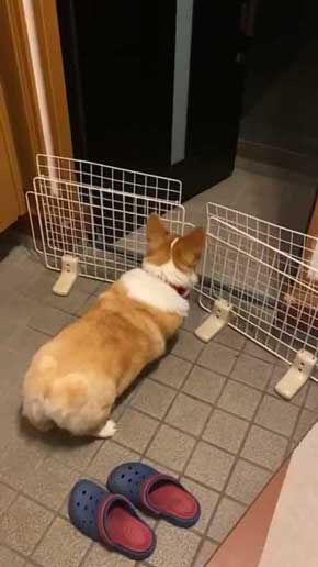 コーギー お尻 かわいい フリフリ どっきり お父さん 出迎え