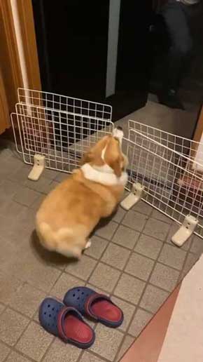 コーギー お尻 かわいい フリフリ どっきり お父さん 出迎え