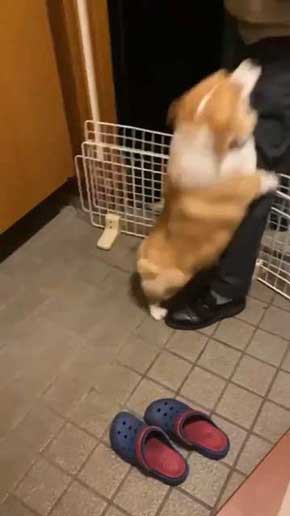 コーギー お尻 かわいい フリフリ どっきり お父さん 出迎え