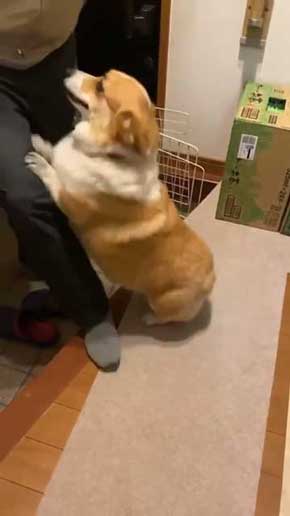 犬