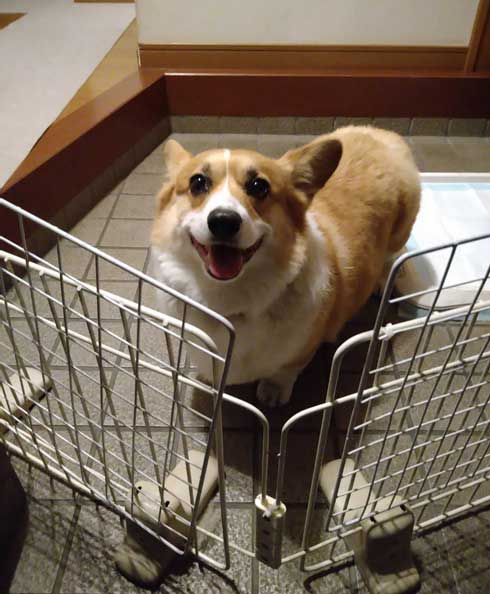 コーギー お尻 かわいい フリフリ どっきり お父さん 出迎え