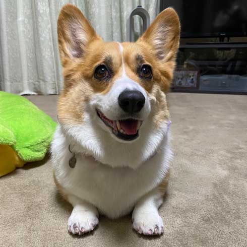 コーギー お尻 かわいい フリフリ どっきり お父さん 出迎え