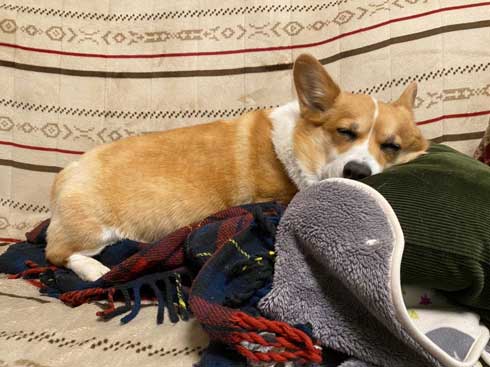 コーギー お尻 かわいい フリフリ どっきり お父さん 出迎え