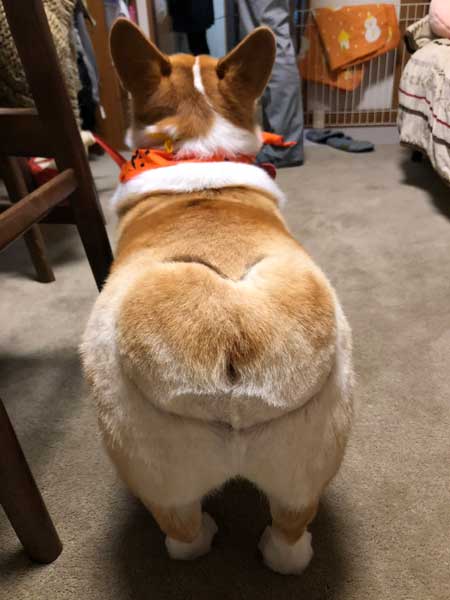 コーギー お尻 かわいい フリフリ どっきり お父さん 出迎え