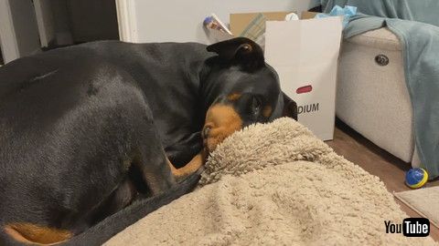 「Sleeping Doberman Barks and Blows out Cheeks || ViralHog」