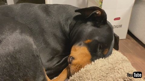 「Sleeping Doberman Barks and Blows out Cheeks || ViralHog」