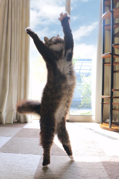 バンザイジャンプロッケくん