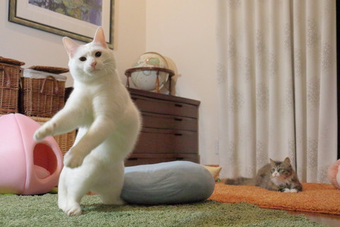 バンザイジャンプロッケくん