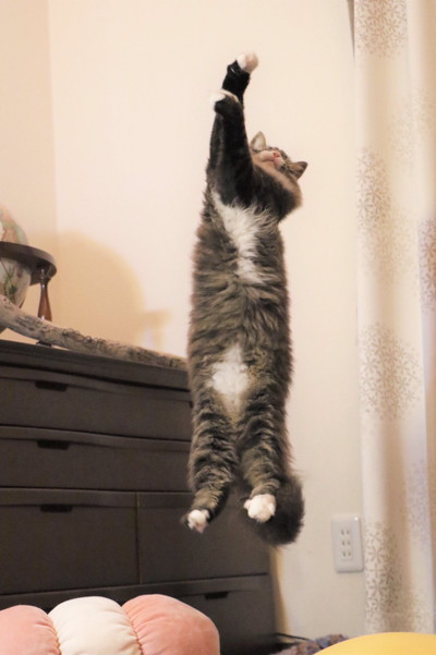 バンザイジャンプロッケくん