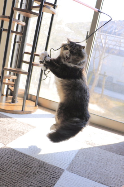 ロッケくんいろいろ