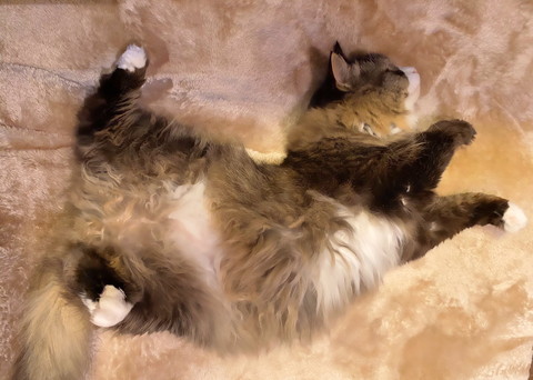 ロッケくんいろいろ