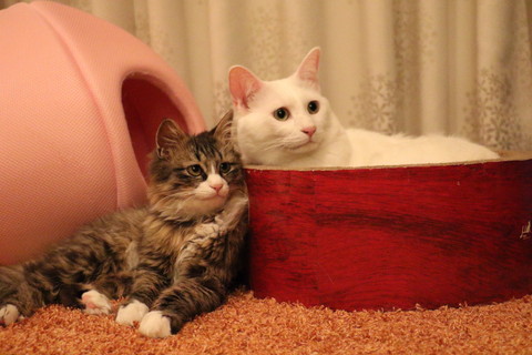 ロッケくんいろいろ