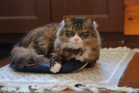 ロッケくんいろいろ