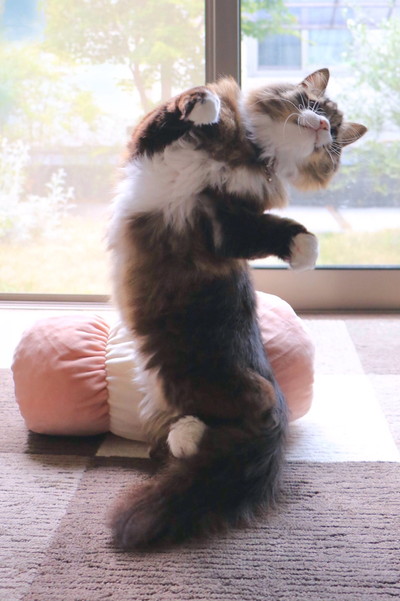 ロッケくんいろいろ