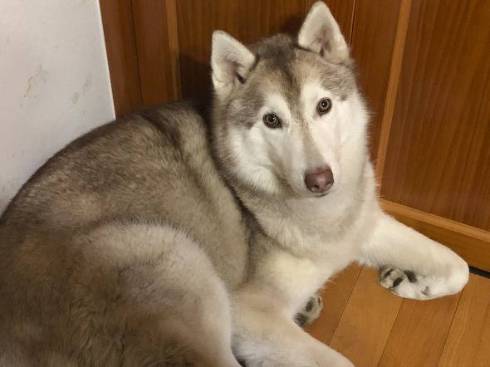 シベリアンハスキー ららまるちゃん タヌキ