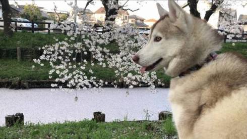 シベリアンハスキー ららまるちゃん タヌキ