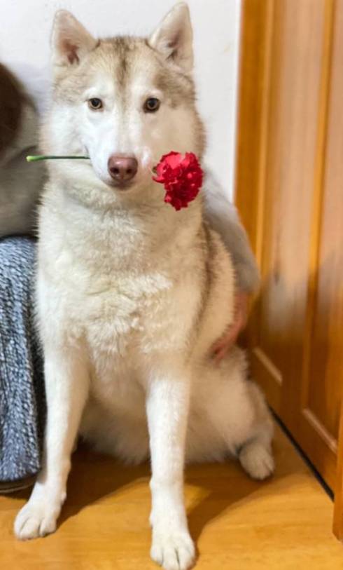 シベリアンハスキー ららまるちゃん タヌキ