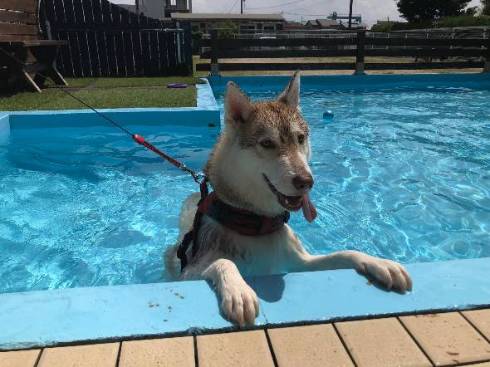 シベリアンハスキー ららまるちゃん タヌキ