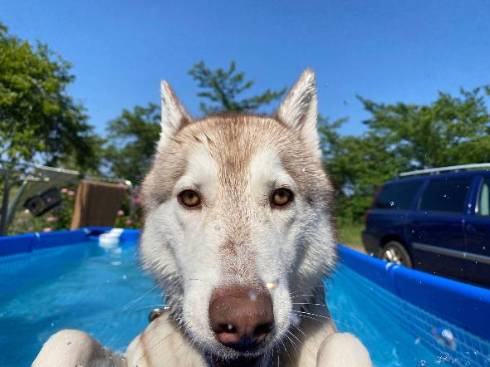 シベリアンハスキー ららまるちゃん タヌキ