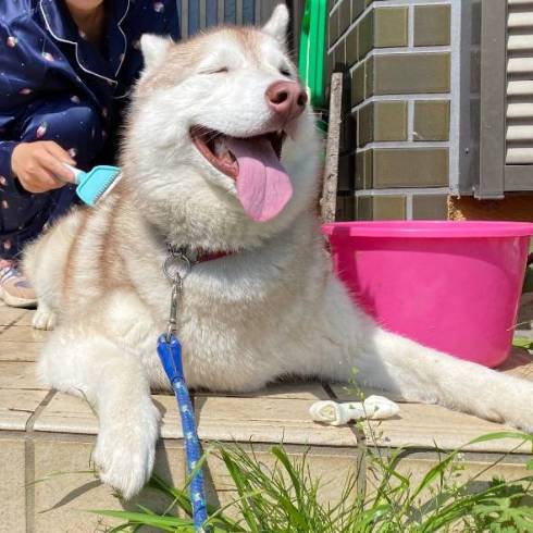 シベリアンハスキー ららまるちゃん タヌキ