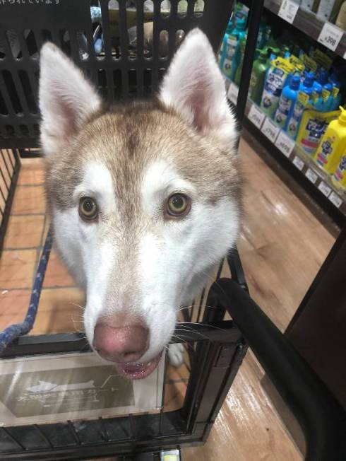 シベリアンハスキー ららまるちゃん タヌキ