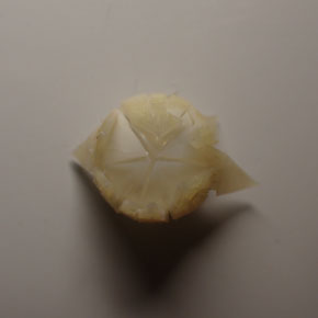 目玉
