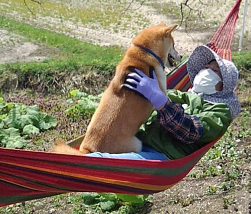 おばあちゃんと柴犬