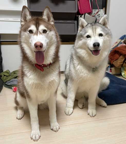 猫とハスキーとハマジ 子犬 ハスキー 成長 エサ 苦戦 漫画